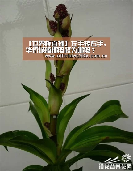 比分更新